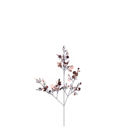Ancestor Poppy