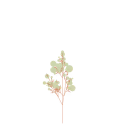Arching Azolla