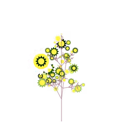 Island Thimbleweed