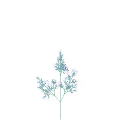 Pleasant Inkberry