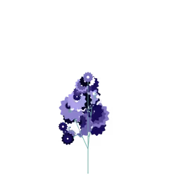 Ocean Fig