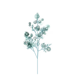 Sun Hogweed