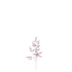 Sanguine Bitterweed