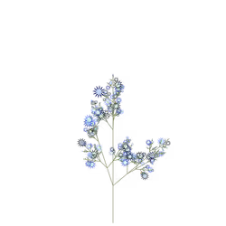 Pygmy Horse Nettle