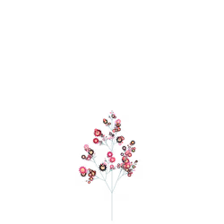 Ice Thyme