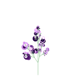 Humble Sage
