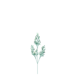 Queen's Roadweed