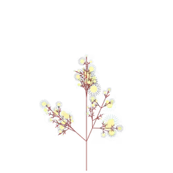 Chameleon Wineberry