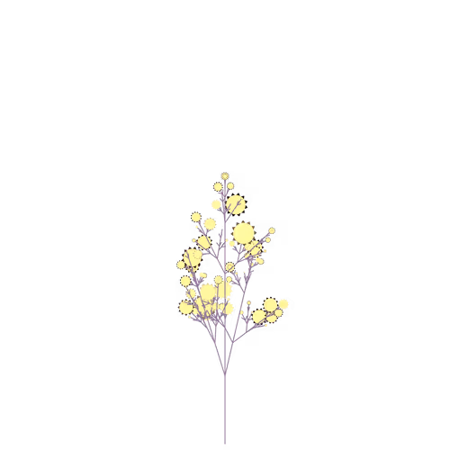Nubloomfractal