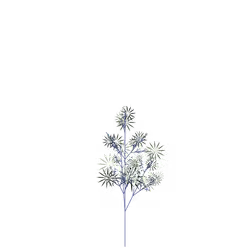 Silver Laceflower