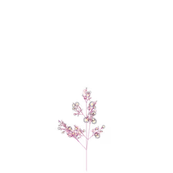 Chameleon Hibiscus