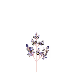 Emperor Laurel