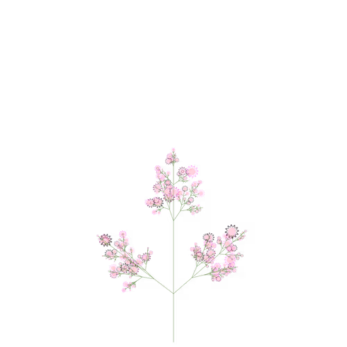 Nubloomfractal
