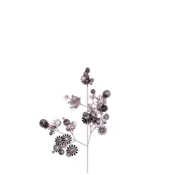 Heart's Thyme