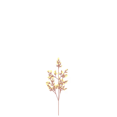 Nubloomfractal