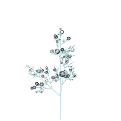 Dusk Harlequin