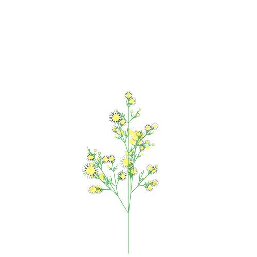 Nubloomfractal