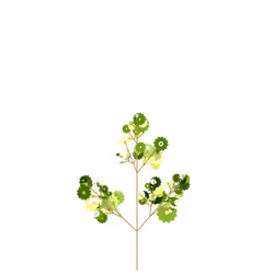 Restoration Daisy