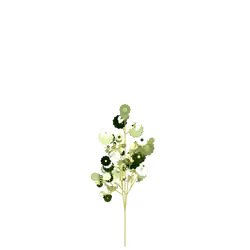 Drowsy Boxwood