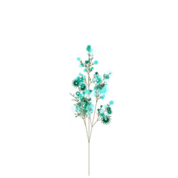 Blister Belladonna