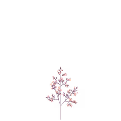 Snow Itchweed