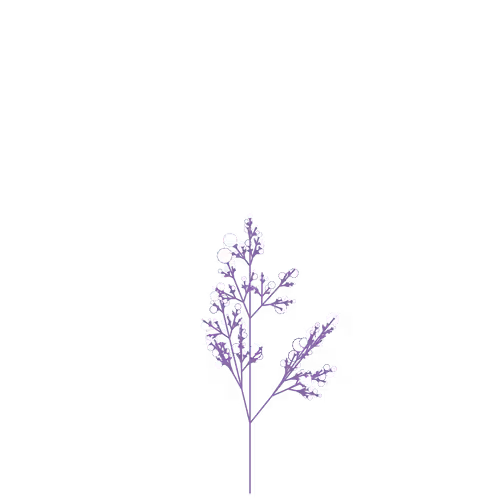 Nubloomfractal