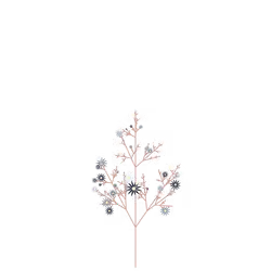 Plague Laceflower