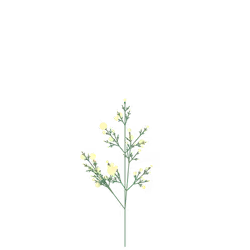 King's Saffron