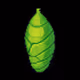 Pupas