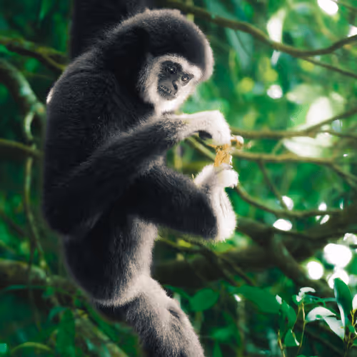 Wildlife in Southeast Asia