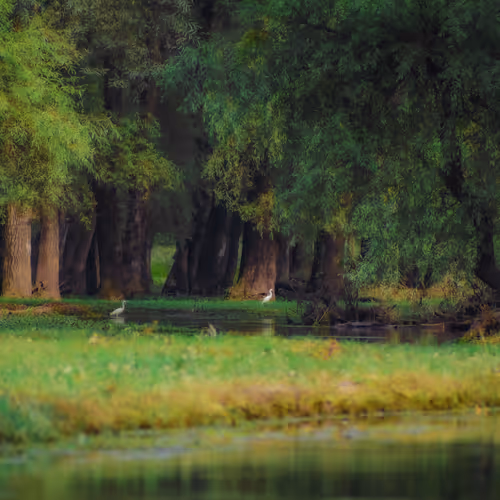 Shades Of Green A Visual Journey