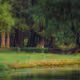 Shades of Green: A Visual Journey