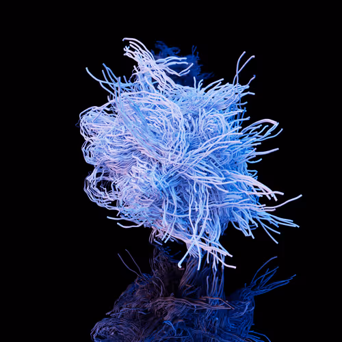 FOLLICLE V2 #3