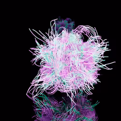 FOLLICLE V2 #1