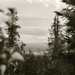 41