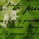 Right to Privacy - Freedom Flowers