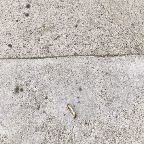 Chicken Bones 18