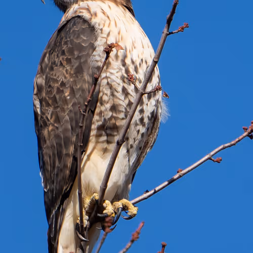 Red-Tailed Hawk
