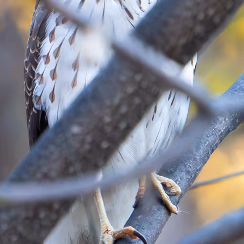 Coopers Hawk