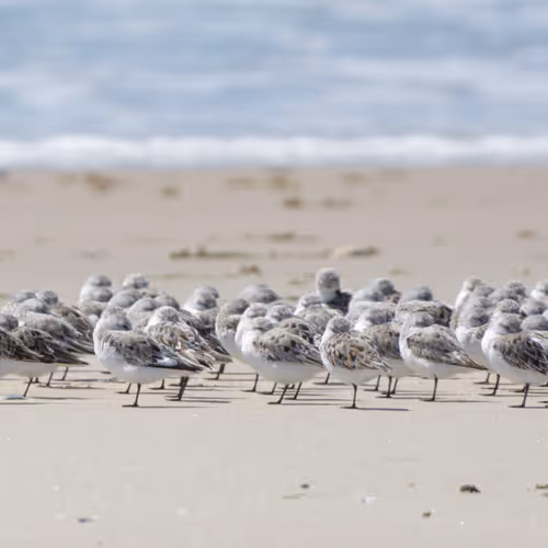 Sanderling