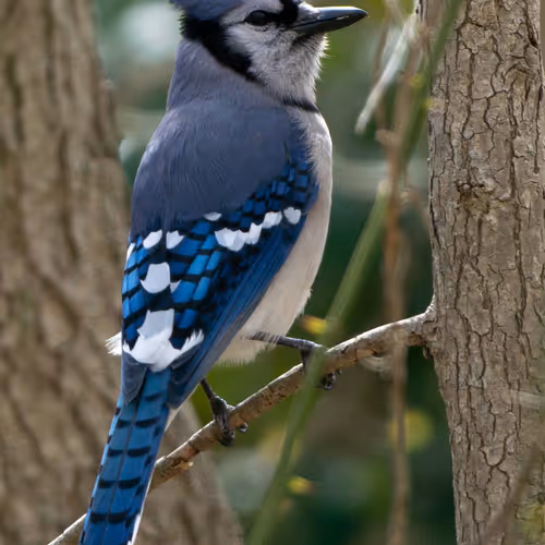 Bluejay