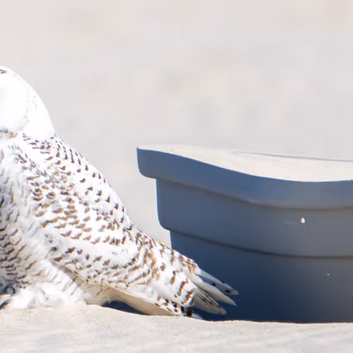 Snowy Owl