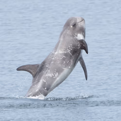Risso’s Dolphin