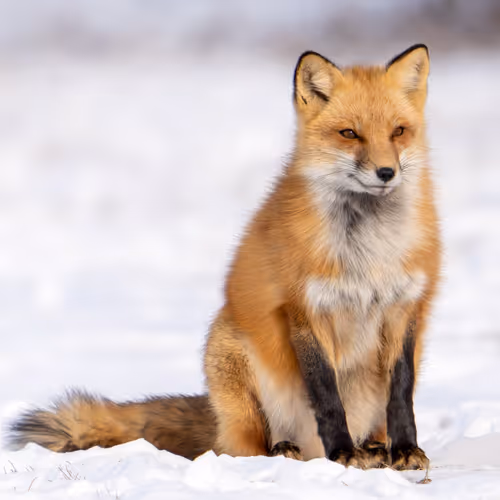 Red Fox