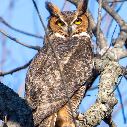 Great Horned Owl
