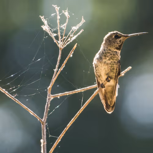 Anna’s Hummingbird