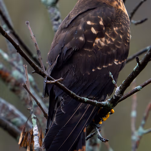 Northern Harrier