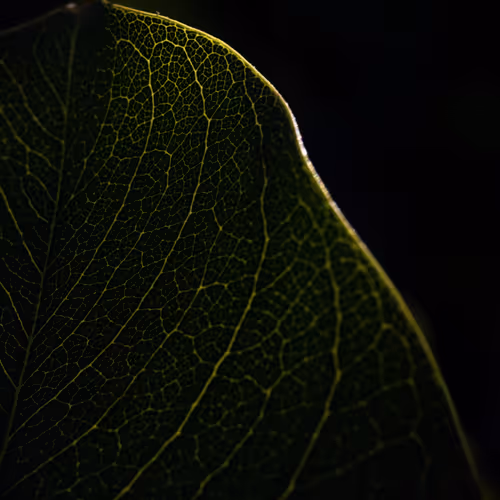 BOTANICA. Darkness to Light V2