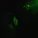 Phantasmagoria