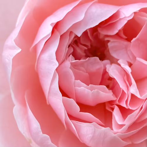Mother's Grace